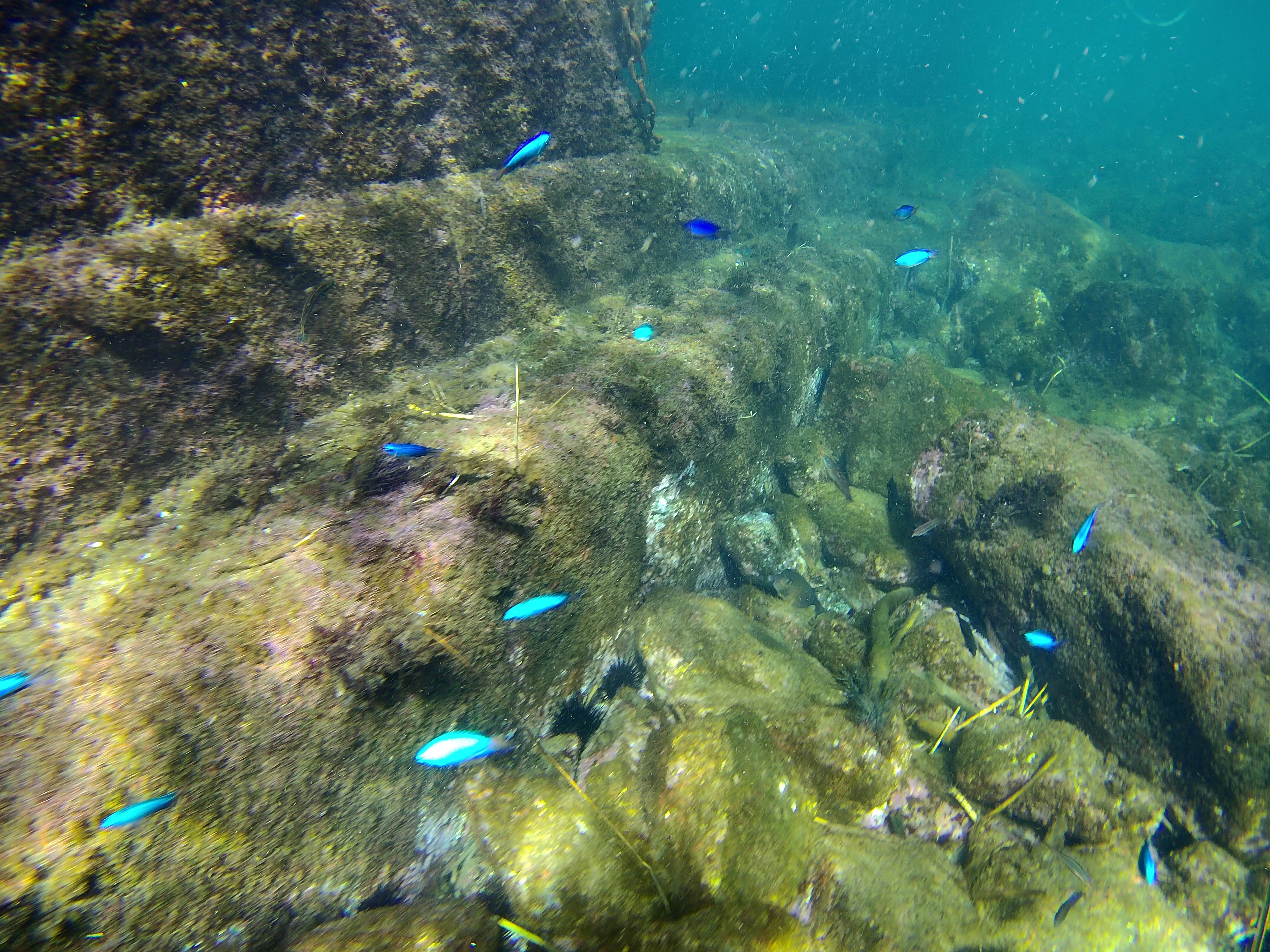 水中ドローンより撮影